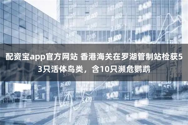 配资宝app官方网站 香港海关在罗湖管制站检获53只活体鸟类，含10只濒危鹦鹉